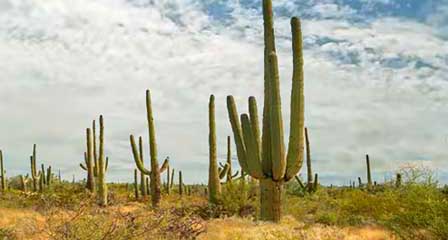 Saguaro cacti growing in the Sonoran Desert at Saguaro National Park near Tucson Arizona