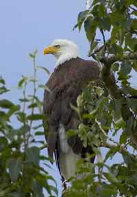 Arizona Baled Eagle Perched