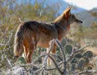 Arizona Coyote
