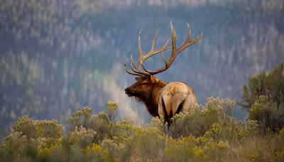 arizona bull elk