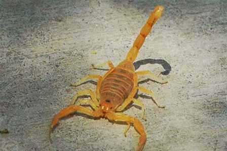 Picture of Arizona Bark Scorpion. Most Venomous of American Scorpions.