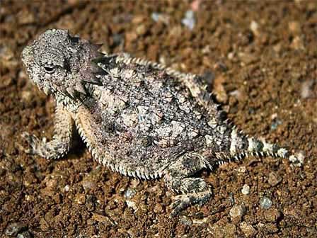 Picture of A Horny Toad