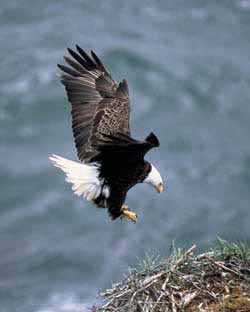 Collectible Canyon National Park the American Bald Eagle One 