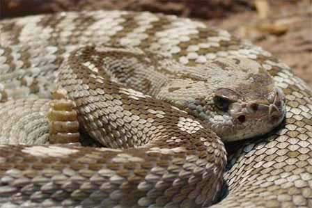 Picture of Blacktail Rattlesnake