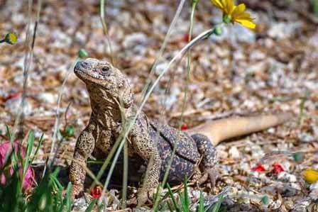 Picture of Chuckwallla Lizard