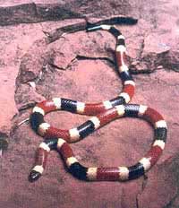 Arizona Coral Snake