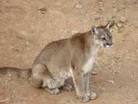 Cougar Sitting