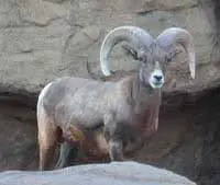 Arizona Desert Bighorn Sheep