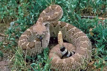 Picture of Arizona Western Diamond Back Rattlesnake