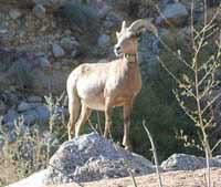 Female Desert Bighorn Sheep