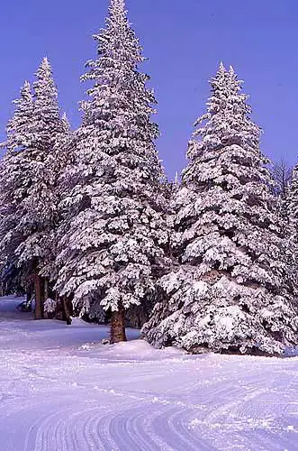 Flagstaff Winter