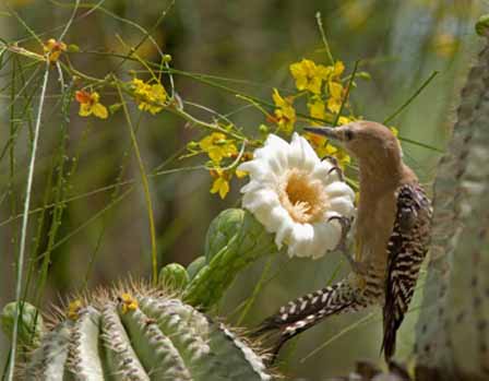 Saguaro Cactus Bloom