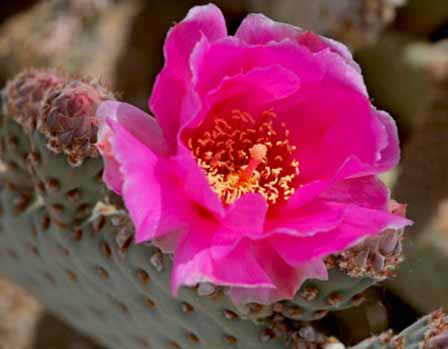 Beavertail Prickly Pear