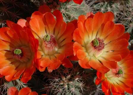 Arizona Cactus Flowers Pictures Images Photo Galleries