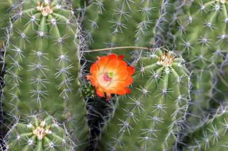 The Best Time And Place To View Arizonas Wildflowers