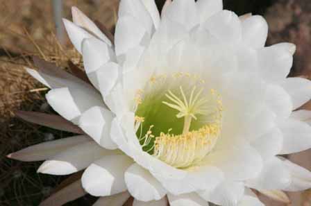 Cactus Blooms in Arizona