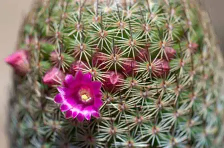 Barrel Cactus Flower