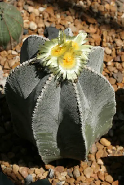 Cactus Bloom 12