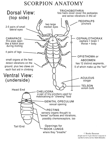 Scorpion Anatomy