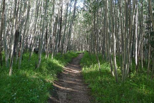 Along The Humphreys Peak Trail