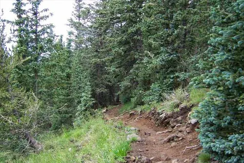 Humphreys Peak Trail - Forest Along The Trail