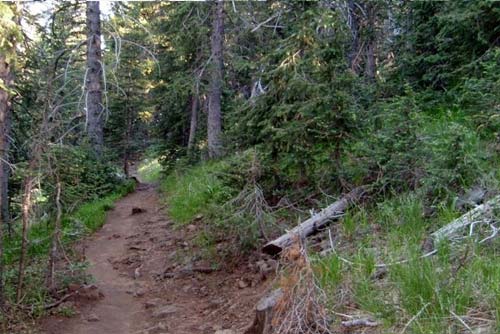 Along Humphreys Peak Trail