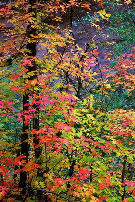 Oak Creek Canyon Autumn