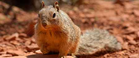 Grand Canyon Squirrel Picture