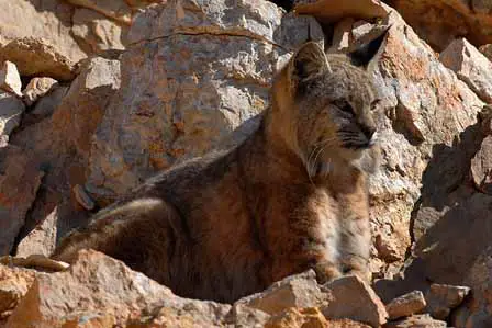 Bobcat on Kaibab Trail Picture