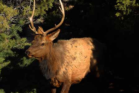 Bull Elk Near Mather Point Picture