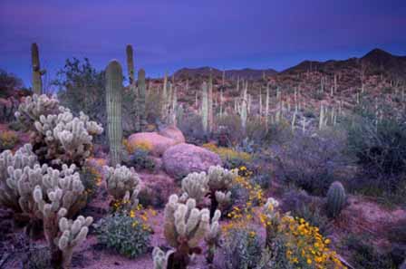 Arizona Sunset Pictures 8