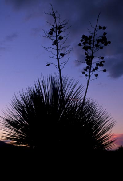 Arizona Sunset Pictures 28