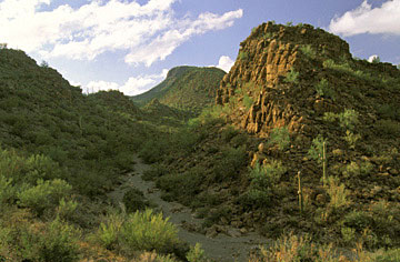 Tucson Area Photo Saguaro Canyon