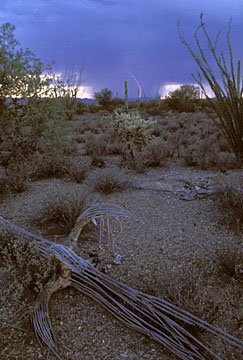 Tucson Area Photo Desert Monsoon