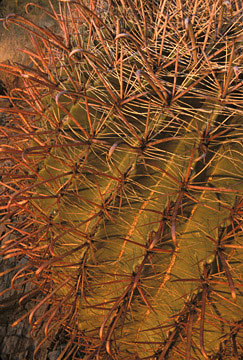 Tucson Area Photo Barrel Cactus
