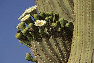 Tucson Area Photo Saguaro Blossoms