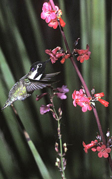 Tucson Area Photo Costas Hummingbird