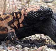 Closeup of Gila Monster Head