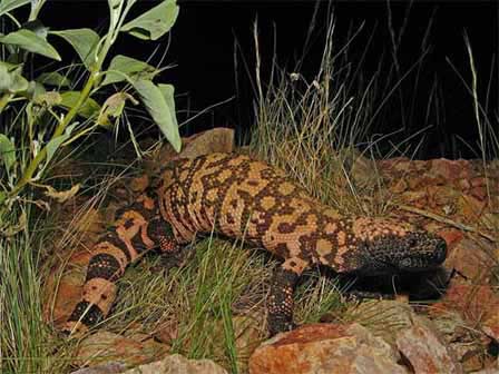 Picture of Arizona Gila Monster