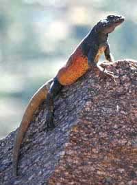 Male Chuckwalla