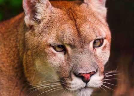 Arizona Mountain Lions, Puma, Cougar 