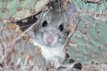 Picture of Arizona Desert Packrat