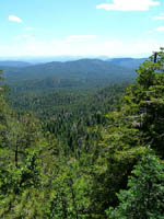 Payson Arizona Pine Forest