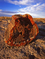 Cross section of petrified wood