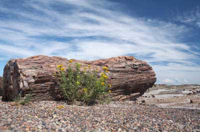 pf petrified log