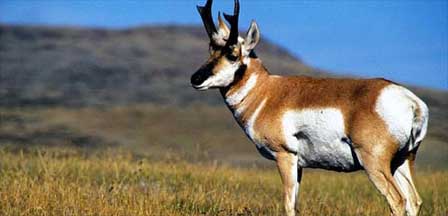 Antelope Photo