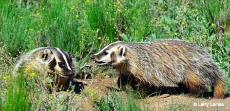 Arizona Badgers | High Desert Badger | Description, Video