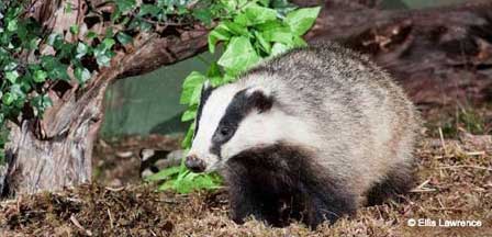 Picture of Badgers