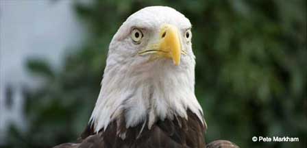 Photo of Bald Eagles
