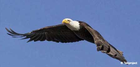 Picture of Bald Eagles